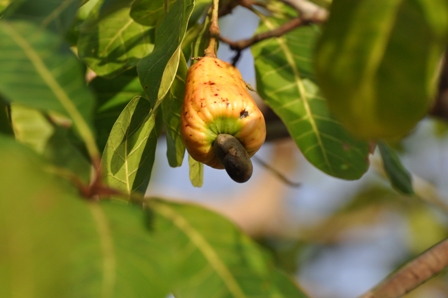 Cashew nut tree at the Vase Cemetry island