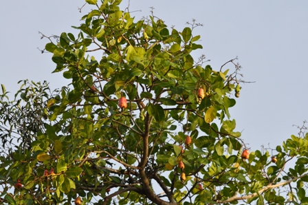 1st. time I saw came across a cashew nut tree with plentiful fruits on it...
